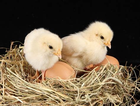 属鸡的几点出生最好命 这个时辰出生的鸡宝宝命最好