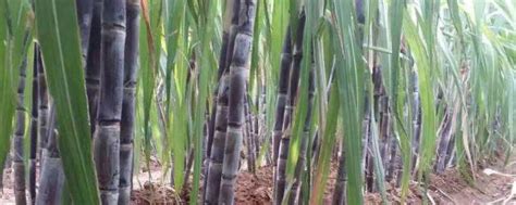 甘蔗正确的施肥方法，应合理追肥 - 农敢网