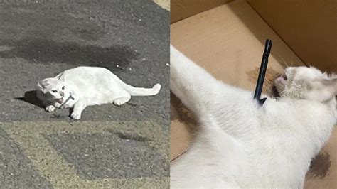 宁波诺丁汉大学门口发现被射杀流浪猫，学生称听到过猫咪惨叫_凤凰网视频_凤凰网
