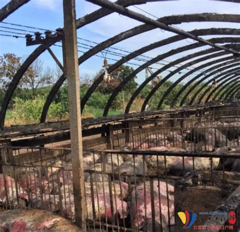 【养猪场设计】生态猪舍建设要求 - 养猪场 - 第一农经网