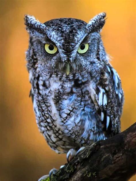 Are Owls Nocturnal Or Diurnal? Their Sleep Behavior Explained - AZ Animals