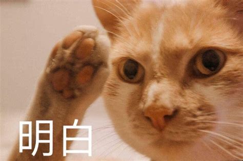 喵（猫咪动图表情包） - 可爱的猫咪动图表情包 - 发表情 - fabiaoqing.com