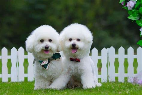 十种最好养的小型犬 体味最小最干净的犬_宠物百科 - 养宠客