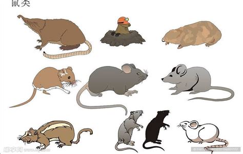 老鼠的种类