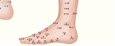 十二经脉：足少阳胆经和足厥阴肝经（26／6） - 知乎