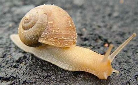 蜗牛的家故事,蜗牛的家故事图片_大山谷图库