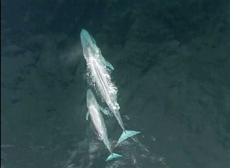 区块链研究|（三十四）巨鲸出海，一跃激起千层浪 - 知乎