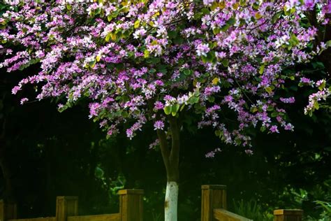 香港区花紫荆花和北方紫荆花的区别辨识 - 知乎