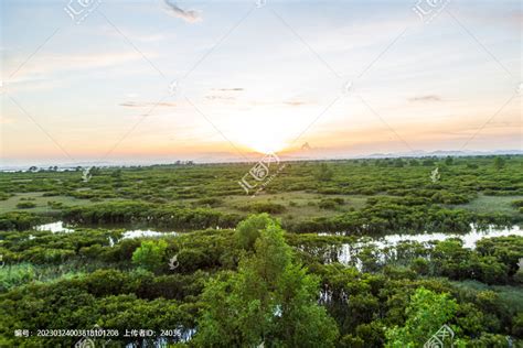 广西北仑河口国家级自然保护区之红树林印象_www.isenlin.cn