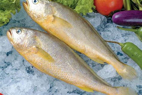 林哥鱼的营养价值,林哥鱼学名,林哥鱼与笋壳鱼的区别_大山谷图库