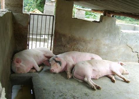 在养猪场农村场景的绿草地上的小猪可爱的小高清图片下载-正版图片503425137-摄图网