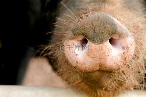猪猪侠：猪猪侠在鼻子上插上葱扮成大象，太像了。