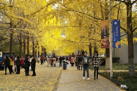 每年银杏季，成都最美的大学，电子科技大学（沙河校区）|电子科技大学|银杏|沙河_新浪新闻