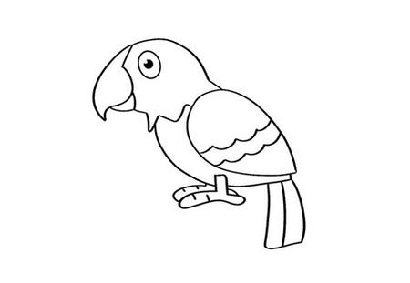 鹦鹉怎么画一步一步教,一步一步我画鹦鹉,鹦鹉怎么画简笔画_大山谷图库