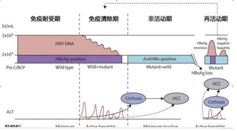 乙肝五项指标正常范围_搜疾病