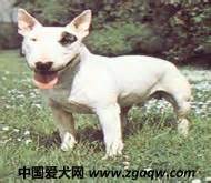 斗牛梗犬图片