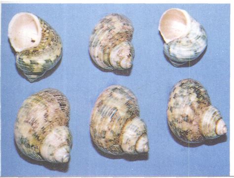 天然贝壳海螺小长尾刺螺 女巫骨螺 海螺DIY装饰 鱼缸刺螺500克-阿里巴巴