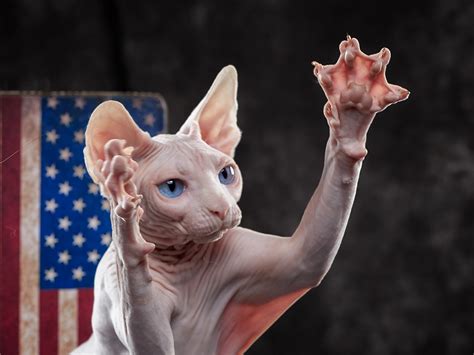斯芬克斯猫(Sphynx)又称加拿大无毛猫体图片