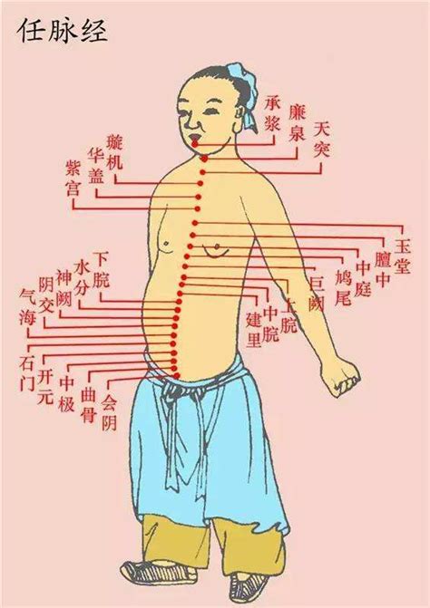 冲脉的准确位置图图片