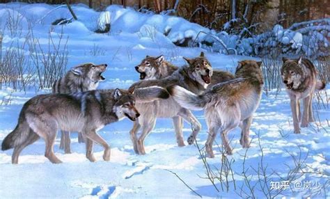 以家庭为单位的狼群，低级狼没有交配权，怎么繁殖自己的后代_等级_动物_公狼