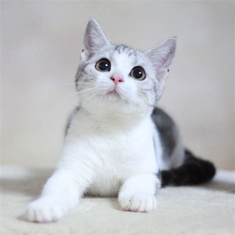 蓝白猫叫什么名字好听 (如何给蓝白猫取一个好听的名字？) - 宠物新闻 - 宠物信息网