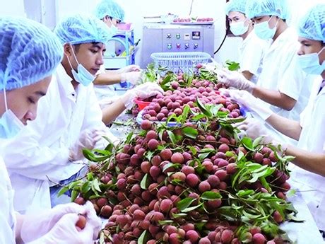越南农产品颇受欧盟市场欢迎 | 经济 | Vietnam+ (VietnamPlus)