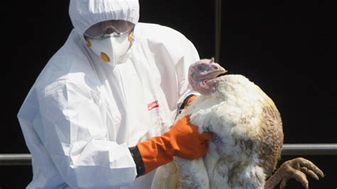 英国农场暴发禽流感 一万多只火鸡被捕杀