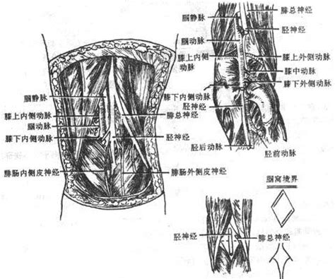 腘窝位置图图片