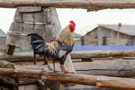 一只美丽的公鸡优雅地站在一个破旧谷仓的屋顶上高清图片下载-正版图片504230104-摄图网