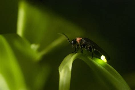 看萤火虫的季节 国内看萤火虫的地方推荐_旅泊网