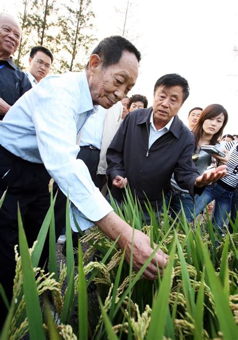 海水稻研发成功，袁隆平让2.8亿亩盐碱地变良田！__财经头条