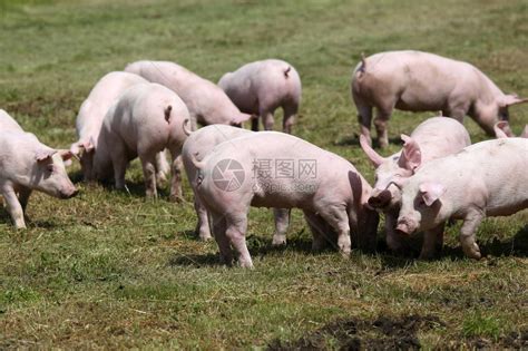 在养猪场农村场景的绿上的小猪可爱的小猪在有机农场农场里的小猪小猪崽家庭高清图片下载-正版图片503425028-摄图网