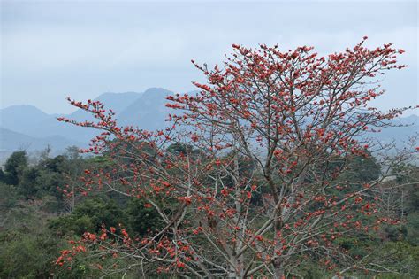 木棉湾地铁站298(2021年325米)深圳龙岗-全景再现