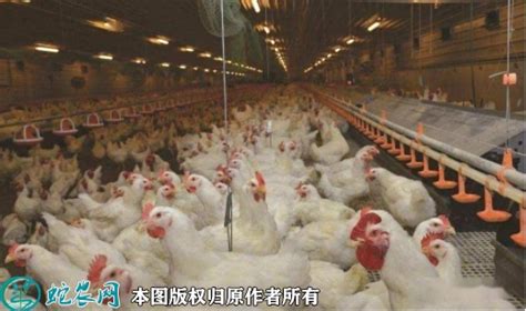 肉鸡鸭宰杀生产线 家禽自动屠宰设备报价 山东潍坊 贵合-食品商务网