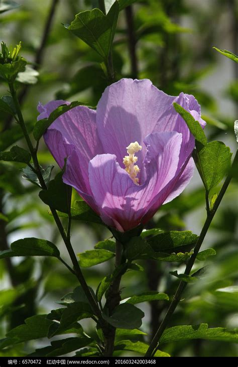 日本植物重瓣紫玉木槿 蓝紫色花卉盆栽阳台庭院观花植物花园木槿-阿里巴巴