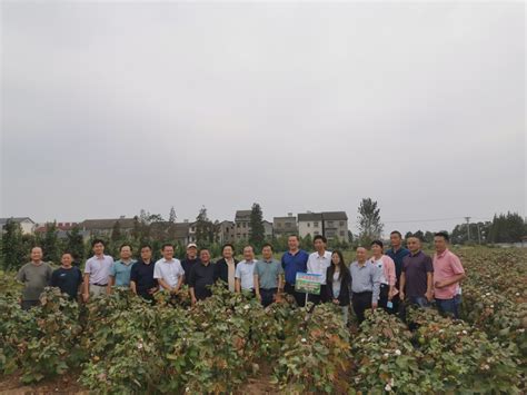 省市棉花专家指导松滋直播棉生产 - 荆州市农业农村局