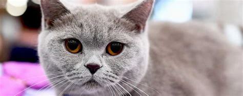 英短、俄罗斯蓝猫和沙特尔猫这三种猫的区别在哪里？ - 知乎