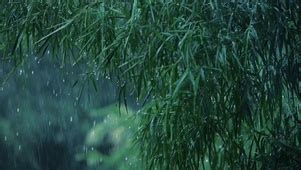 夏季雨中茂盛的竹林高清图片下载-正版图片600726593-摄图网