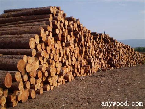温州木材交易市场沙比利白木等进口原木价格行情【2017年1月16日】 - 木材价格 - 批木网