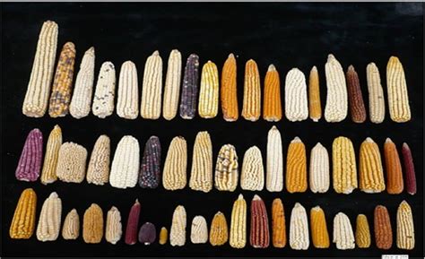 如何讲解玉米知识,玉米的讲课小知识,关于玉米的知识简短(第2页)_大山谷图库