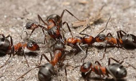 自己抓的蚂蚁能养出蚁后吗，没有蚁后，怎样养蚂蚁