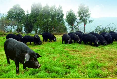 北京黑猪多少钱一只北京黑猪事(今年值得推荐/2022已更新)-浩泽养殖