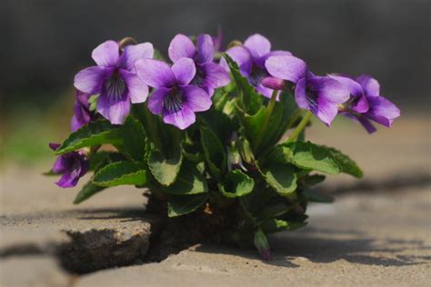 紫花地丁图片_植物风景的紫花地丁图片大全 - 花卉网
