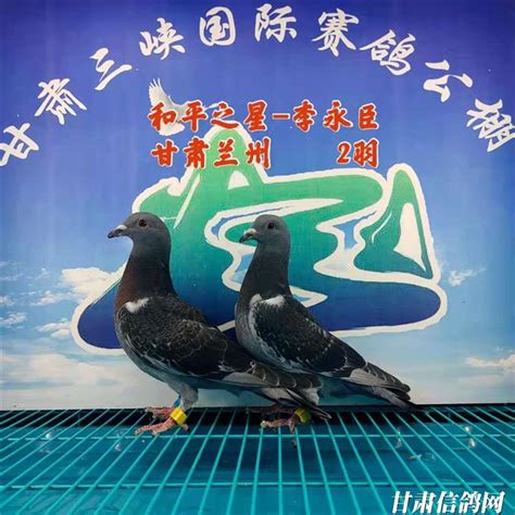 甘肃三峡赛鸽公棚5月21日幼鸽入棚照（不断更新中…）－甘肃三峡国际赛鸽公棚