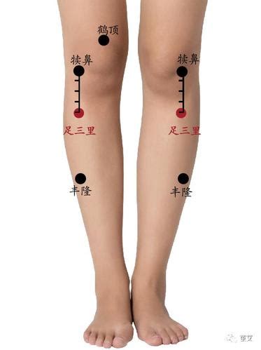 足三里穴位图图片