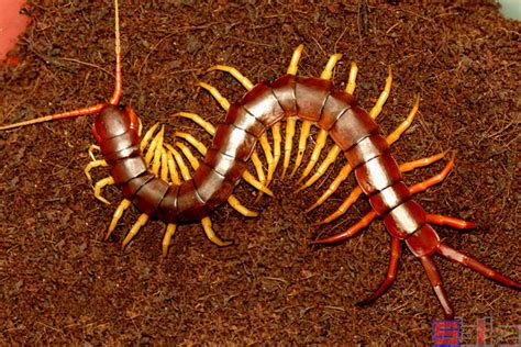 绝对震撼：世界十大巨型蜈蚣 (组图) - 科学探索 - 华声论坛