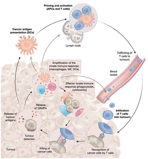 你可能不知道的骨髓内T细胞和NK细胞的分化特征_flowcyto