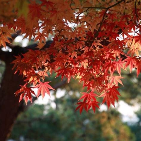 漂亮的红枫叶微信头像，秋季嫣红的枫叶图片-唯美头像