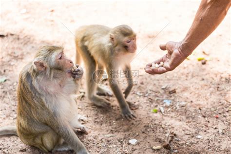 热带喂养猴子从人肉中提取食物手类乐趣高清图片下载-正版图片307753486-摄图网