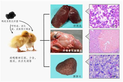 中国农业科学院上海兽医研究所